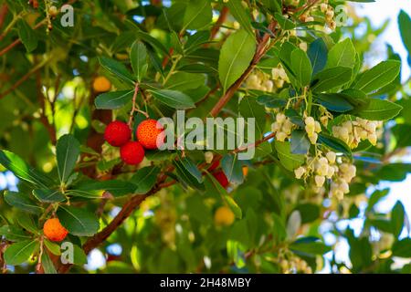 Früchte und Blüten von Arbutus unedo im Herbst. Dieser Baum wird auch als Erdbeerbaum oder Erdbeerbaum bezeichnet und produziert kleine, essbare rote Beeren Stockfoto
