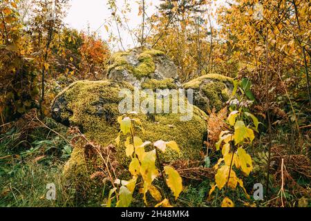 Babtsy, Region Vitebsk, Weißrussland. Steinkreuz Im Wald. Stockfoto