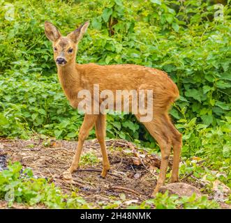 Der Jungtier Roe Deer überraschte an den Hängen der Cotswold Hills Stockfoto