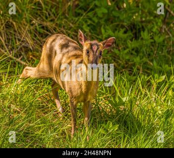 Der Jungtier Roe Deer überraschte an den Hängen der Cotswold Hills Stockfoto