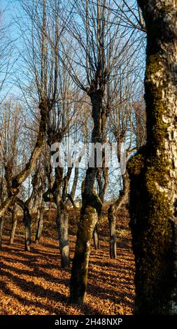 Old Linden Alley, Katvaru Manor Park, Lettland Sieht So Gespenstisch Aus Wie Märchen. Linden Tree Alley im Herbst mit interessantem Licht und Schatten, Stockfoto