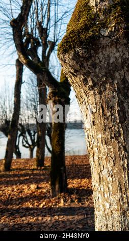 Old Linden Alley, Katvaru Manor Park, Lettland Sieht So Gespenstisch Aus Wie Märchen. Linden Tree Alley im Herbst mit interessantem Licht und Schatten, Stockfoto