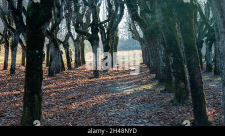 Old Linden Alley, Katvaru Manor Park, Lettland Sieht So Gespenstisch Aus Wie Märchen. Linden Tree Alley im Herbst mit interessantem Licht und Schatten, Stockfoto