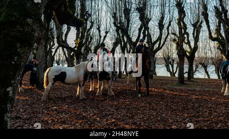 Katvari, Lettland - 31. Oktober 2021: Pinto Irish Cob Horses irish Bastler Hengste in Old Linden Alley, Katvaru Manor Park, Lettland. Park Mit Hundert- Stockfoto