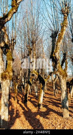 Old Linden Alley, Katvaru Manor Park, Lettland Sieht So Gespenstisch Aus Wie Märchen. Linden Tree Alley im Herbst mit interessantem Licht und Schatten, Stockfoto