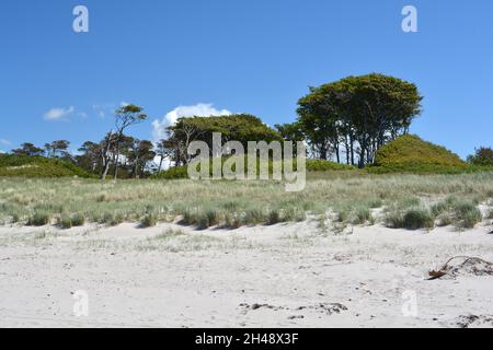 Nordstrand Prerow mit Strandgras, Zaunpfosten, Sandbuchten, Wildenten, Ostsee, Deutschland Stockfoto