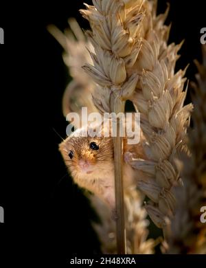 Eine süße eurasische Erntemuse (Micromys minutus) im British Wildlife Centre, Newchapel, Surrey Stockfoto