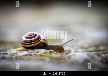 Eine kleine Bandschnecke kriecht über den Boden Stockfoto