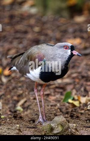 Südlicher Kiebitz - Vanellus chilensis Stockfoto