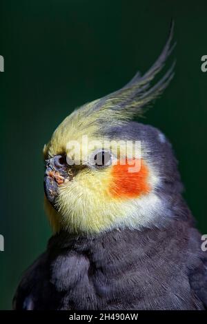 Nymphicus hollandicus Stockfoto