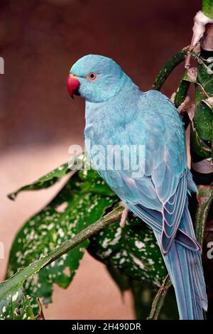 Indischer Ringhalssittich (blauer Morph) - Psittacula krameri Stockfoto