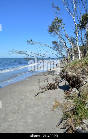 Bäume - Windflüchtlinge am Weststrand Darß, Fischland-Darß-Zingst, Mecklenburg-Vorpommern, Deutschland Stockfoto