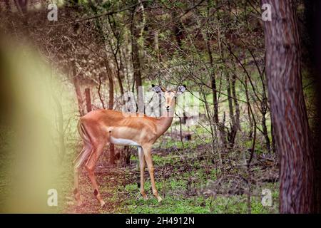 Weibliches Impala - Aepyceros melampus Stockfoto