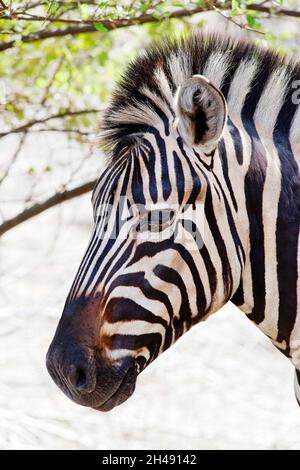 Burchell-Zebra - Equus burchelli Stockfoto