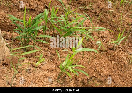 Ingwer (Zingiber officinale) ist eine blühende Pflanze, deren Rhizom, Ingwerwurzel oder Ingwer als Gewürz und Volksmedizin weit verbreitet ist. Stockfoto