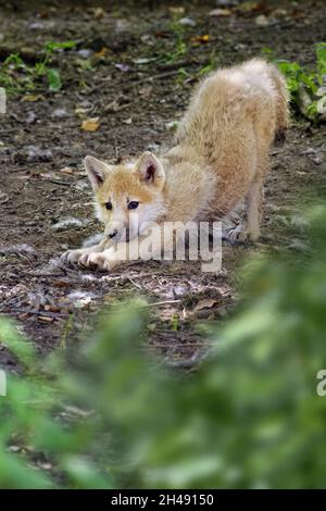 Arctic Wolf Pup - Canis lupus arctos Stockfoto