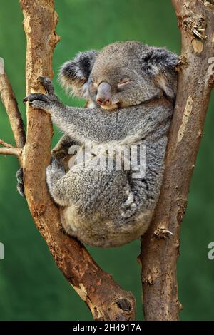 Koala - Phascolarctos cinereus Stockfoto