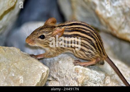 Barbary gestreifte Grasmaus - Lemniscomys barbarus Stockfoto