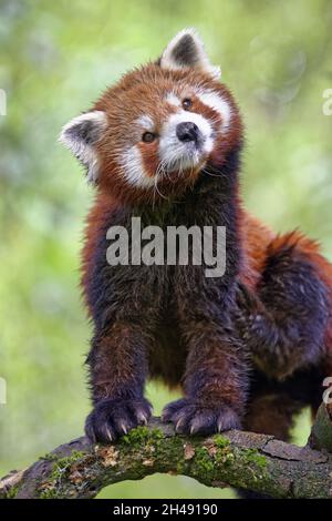 Roter Panda - Ailurus fulgens Stockfoto
