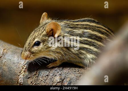 Barbary gestreifte Grasmaus - Lemniscomys barbarus Stockfoto