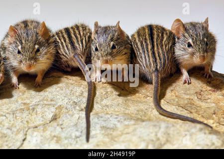 Barbery gestreifte Grasmäuse - Lemniscomys barbarus Stockfoto