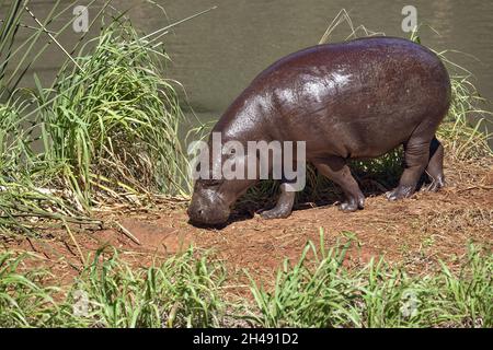 Pygmäenhippopotamus - Choeropsis liberiensis / Hexaprotodon liberiensis Stockfoto