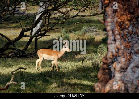 Impala männlich - Aepyceros melampus Stockfoto