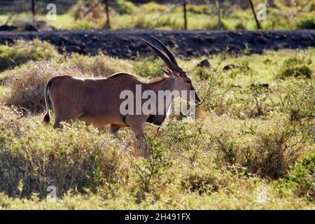 Gemeiner Eeland - Taurotragus oryx Stockfoto
