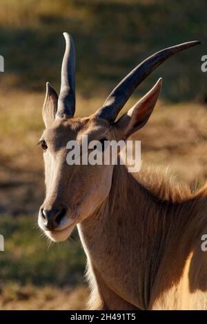 Gemeiner Eeland - Taurotragus oryx Stockfoto
