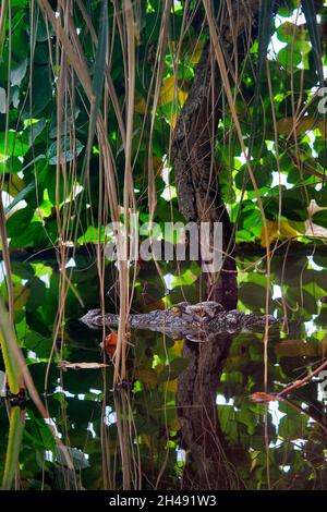 Siamesisches Krokodil - Crocodylus siamensis Stockfoto