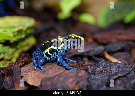 Färben poison Dart frog - Dendrobates tinctorius Stockfoto