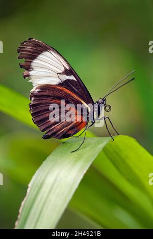 Tiger Langflügler - Heliconius hecale Stockfoto