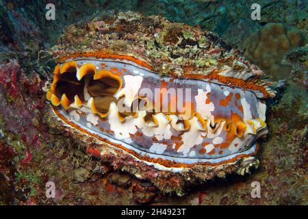 Riesige dornige Auster - Spondylus varius Stockfoto