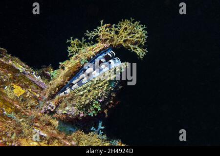 Riesige dornige Auster - Spondylus varius Stockfoto