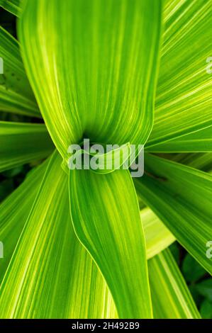 Zierpflanzen können als Blumen- und Baumschulpflanzen, Sträucher, Bäume und Laubpflanzen für den Außen- und Innenbereich klassifiziert werden. Stockfoto