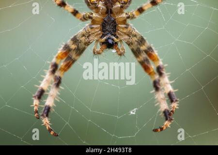 Extreme Nahaufnahme einer Kreuzweber (Araneus diadematus) Gartenspinne in der Mitte ihres Netzes von der darunter shoppenden Stachelbeine und haarigen pa Stockfoto