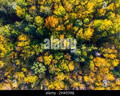 Herbstzeit bunter Wald von oben Stockfoto