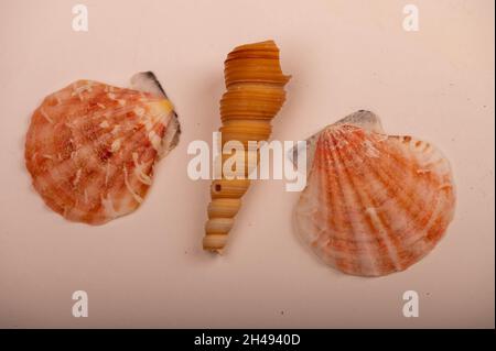 Mehrere Muscheln auf weißem Hintergrund, nicht isoliert, Nahaufnahme, selektiver Fokus Stockfoto