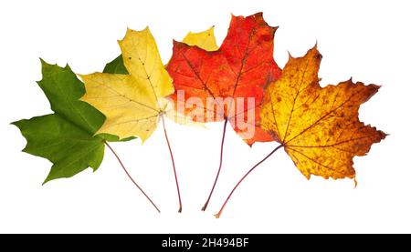 Norway maple leaves in summer and autumn colours, fresh green, turning yellow to red then brown decay. Leaves isolated on a white background Stockfoto