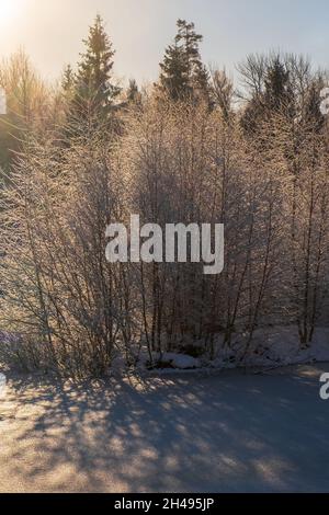 Büsche mit Reif in der Hintergrundbeleuchtung Stockfoto