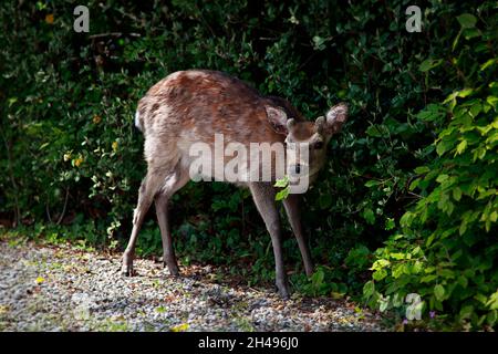 Junge Fawneating Blätter in Wicklow, Irland Stockfoto