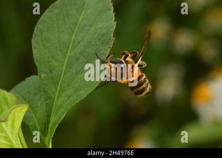 Eine Biene beißt am Nachmittag beim Schlafen ein Blatt. APIs sp. Stockfoto