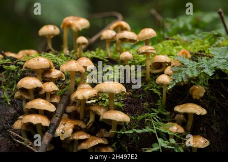 Nadelholzpilze (Hypholoma capnoides), die auf einem alten verfaulenden Baumstamm in einem Nadelwald in den Mendip Hills, Somerset, England, wachsen. Stockfoto