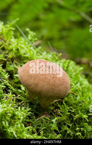 Weicher Puffball-Pilz (Lycoperdon molle), der auf moosbedecktem verfallendem Holz in einem Nadelwald in den Mendip Hills, Somerset, England wächst. Stockfoto