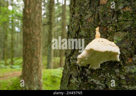 Bitter Bracket Pilz (Postia stiptica) auf einem Nadelbaum in einem Nadelwald in den Mendip Hills, Somerset, England. Stockfoto