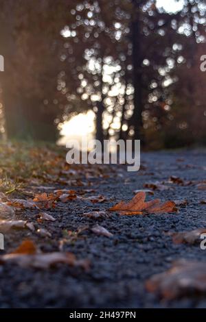 Ein alter Eichenlaub liegt im Herbst auf dem Boden. Stockfoto