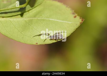 Weibchen fehlt Sektororb Weberin oder die silberseitige Sektorspinne (Zygiella x-notata) auf einem Rosenblatt. Familie Orb-Weberspinnen, Araneiden (Araneidae) Stockfoto