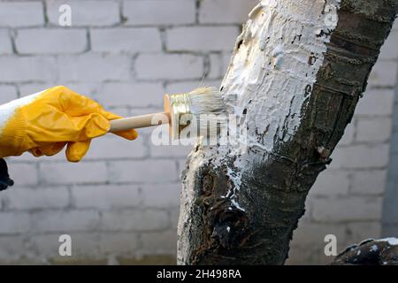 Weiß getüncht Bäume im Herbst Nahaufnahme. Ein Mädchen in Handschuhen malt einen Baumstamm mit einem Pinsel. Pflege des Gartens. Die Hand mit dem Pinsel malt den Baum, um zu prote Stockfoto