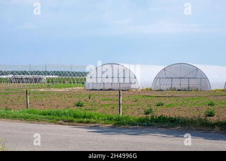 Großes Gewächshaus an einem Tag mit blauem Himmel. Landwirtschaftliche Gewächshäuser. Erntezeit auf einem Bauernhof. Organisches offenes Gewächshaus aus Polycarbonat. Das Äußere Stockfoto