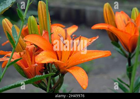 Große orangefarbene Lilien. Große Orangenblüte mit Staubgefäßen. Lilien im Blumenbeet im Sommer. Stockfoto